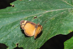 Tegosa