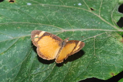 Tegosa