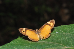 Tegosa