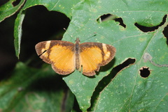 Tegosa