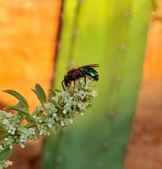 Augochloropsis tupacamaru