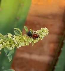 Augochloropsis tupacamaru