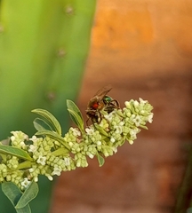 Augochloropsis tupacamaru