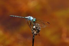 Trithemis stictica