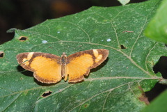 Tegosa
