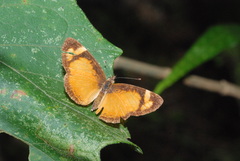 Tegosa
