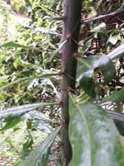 Pereskia