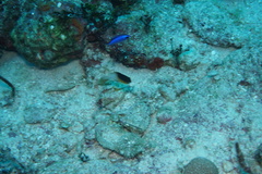 Stegastes partitus