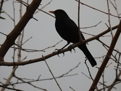 Turdus merula