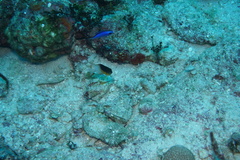Stegastes partitus