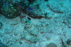 Stegastes partitus