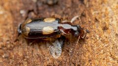 Dromius quadrimaculatus