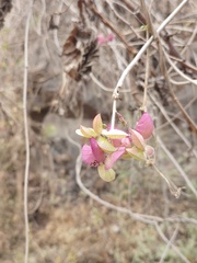 Ipomoea bracteata