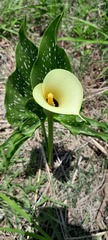 Zantedeschia albomaculata