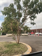 Leucaena leucocephala