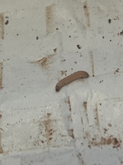 Garella