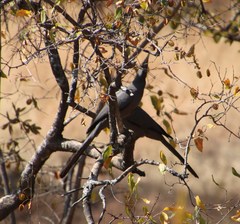 Corythaixoides concolor bechuanae