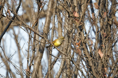 Emberiza