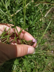 Epilobium tetragonum