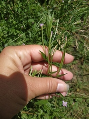 Epilobium tetragonum