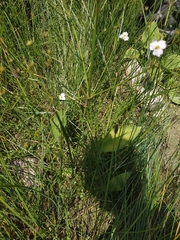 Alisma lanceolatum