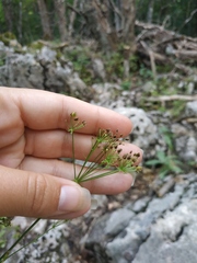 Physospermum cornubiense