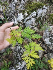 Physospermum cornubiense