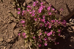Oxalis squamata