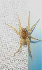 Paratrochosina amica