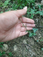 Epipactis microphylla