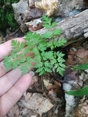 Physospermum cornubiense