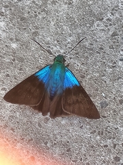 Telegonus