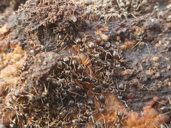 Myrmecophilus acervorum