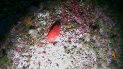 Ascidia mentula