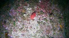 Ascidia mentula