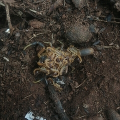 Uroplectes