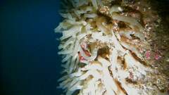 Ciona intestinalis