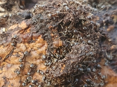 Myrmecophilus acervorum