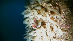 Ciona intestinalis