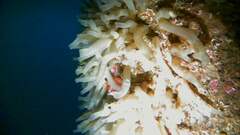 Ciona intestinalis