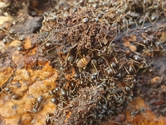 Myrmecophilus acervorum