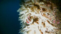 Ciona intestinalis