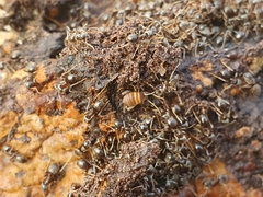 Myrmecophilus acervorum