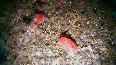 Ascidia mentula