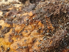 Myrmecophilus acervorum