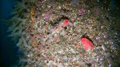 Ascidia mentula