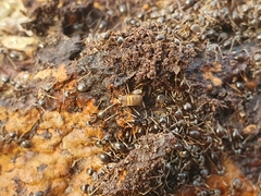 Myrmecophilus acervorum