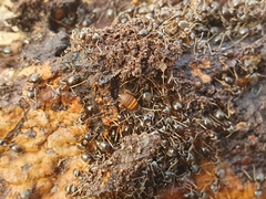 Myrmecophilus acervorum