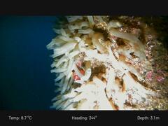 Ciona intestinalis