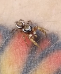 Pelegrina pervaga
